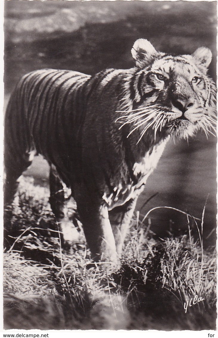 Animaux Et Faune : TIGRE : à La Chasse - C.p.s.m. - Photo. Véritable - ( Glacée ) - Tigri