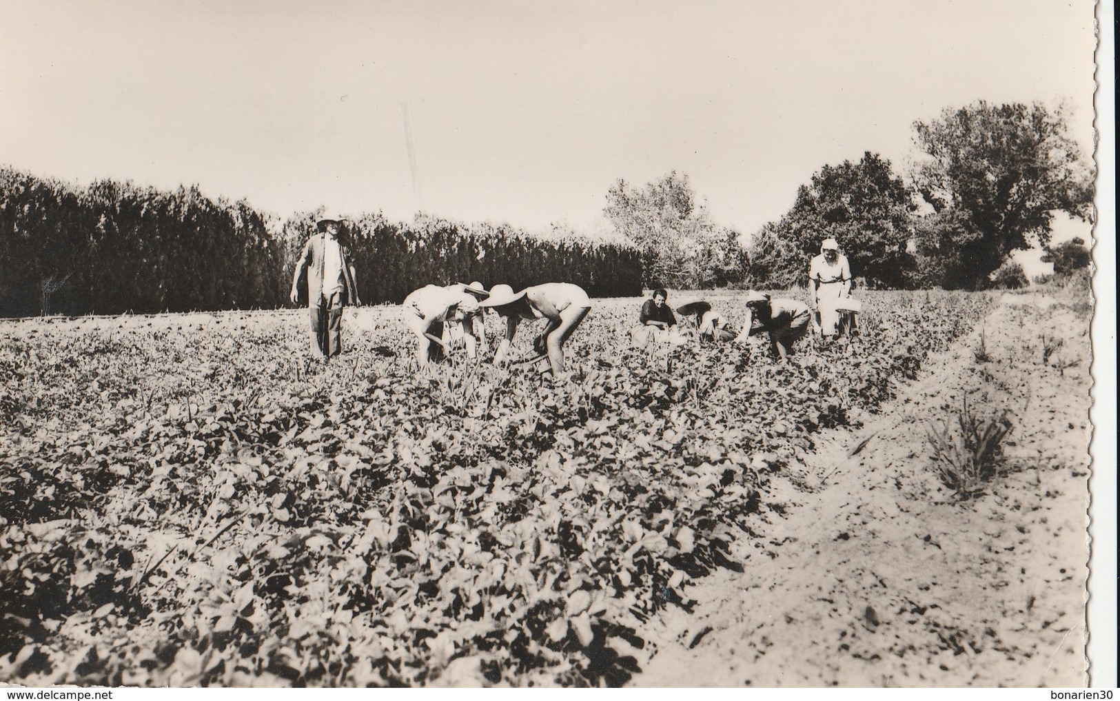 CPSM  84 MONTEUX  CUEILLETTE DES FRAISES   PEU COURANTE - Monteux