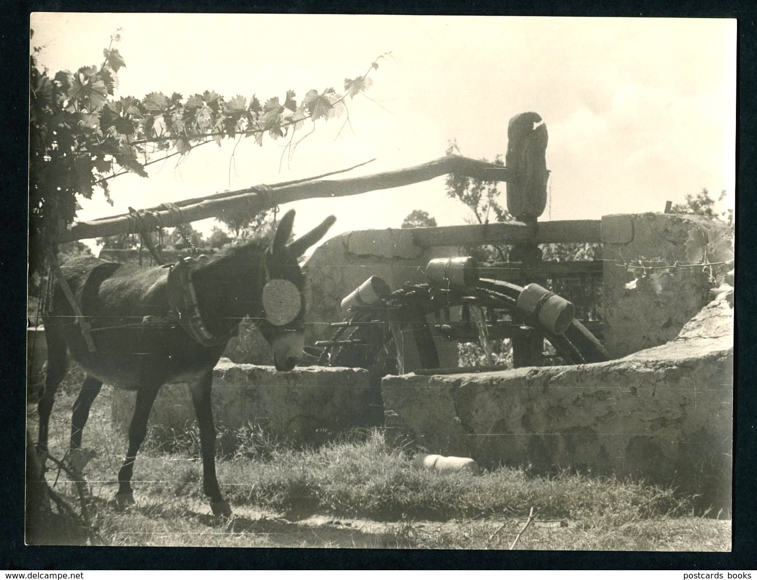 2 Fotografias (Algarve?) POÇO C/ NORA E BURRO. Set 2 Vintage Photos Donkey Around Well W/water Wheel PORTUGAL 24 X 18cm - Autres & Non Classés