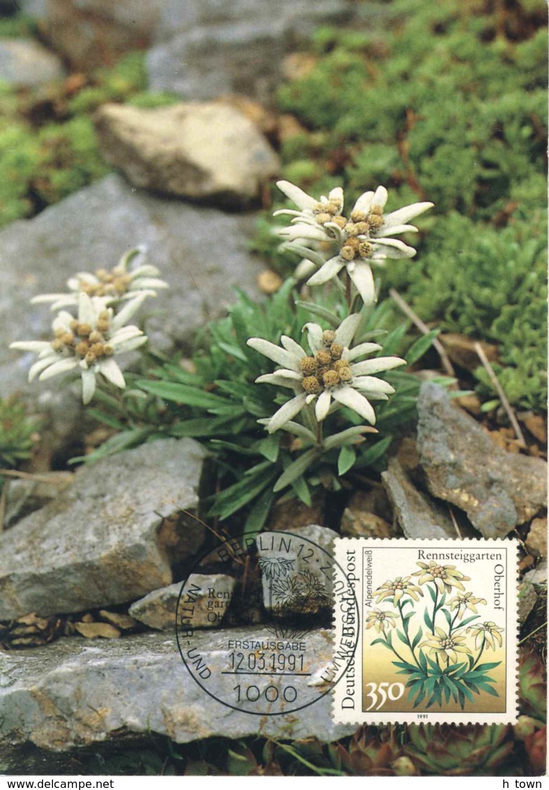 7220  Edelweiss: Carte Maximum 1er Jour D'Allemagne, 1991 -  Mountain Flower Maximum Card. Pied-de-lion Stella Alpina - Autres & Non Classés