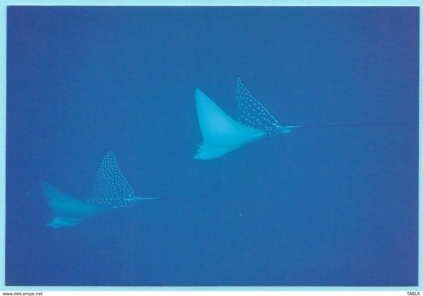 0953 - MICRONESIA - POHNPEI - ANIMAL - FISH - EAGLE RAYS - Micronesia