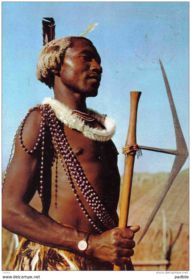 Carte Postale Afrique Swaziland   Guerrier  Très Beau Plan - Swasiland