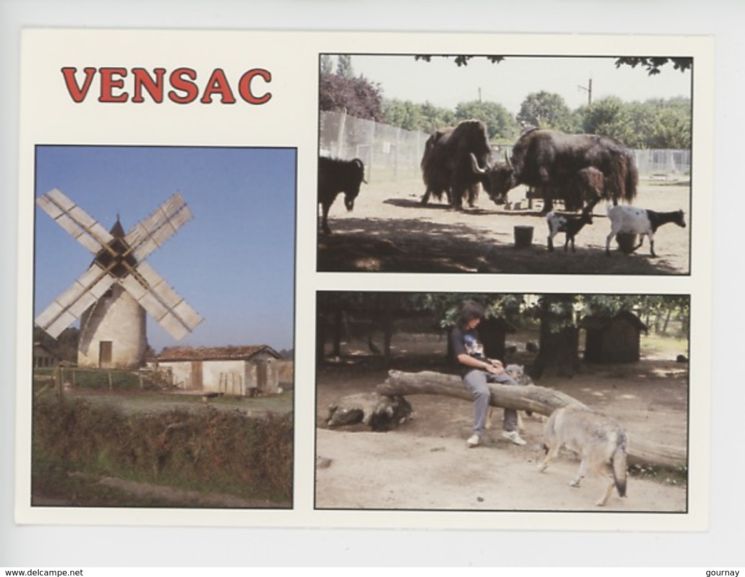 Vensac : Parc Animalier Yacks, Loups (yack Loup) Et Moulin à Vnet (zoo Cp Vierge N°33396) - Autres & Non Classés