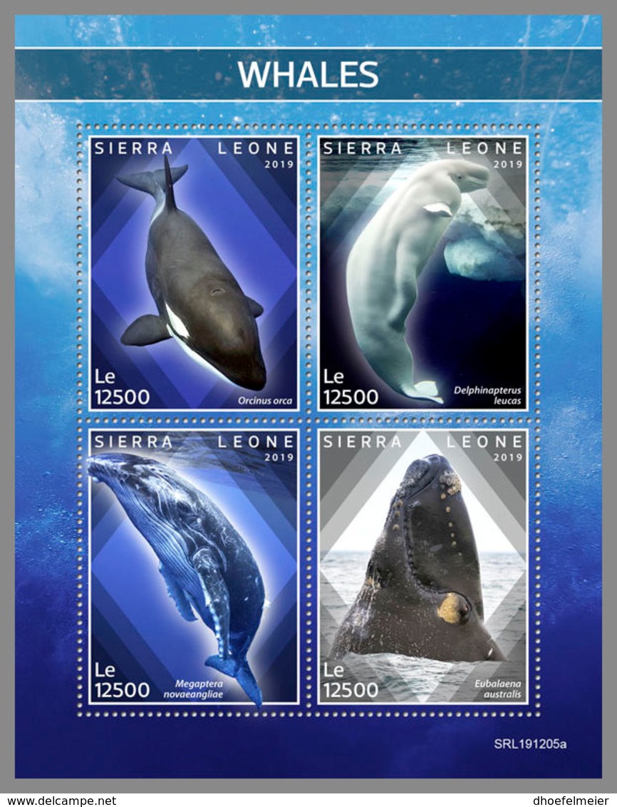 SIERRA LEONE 2019 MNH Whales Wale Baleines M/S - IMPERFORATED - DH2008 - Whales