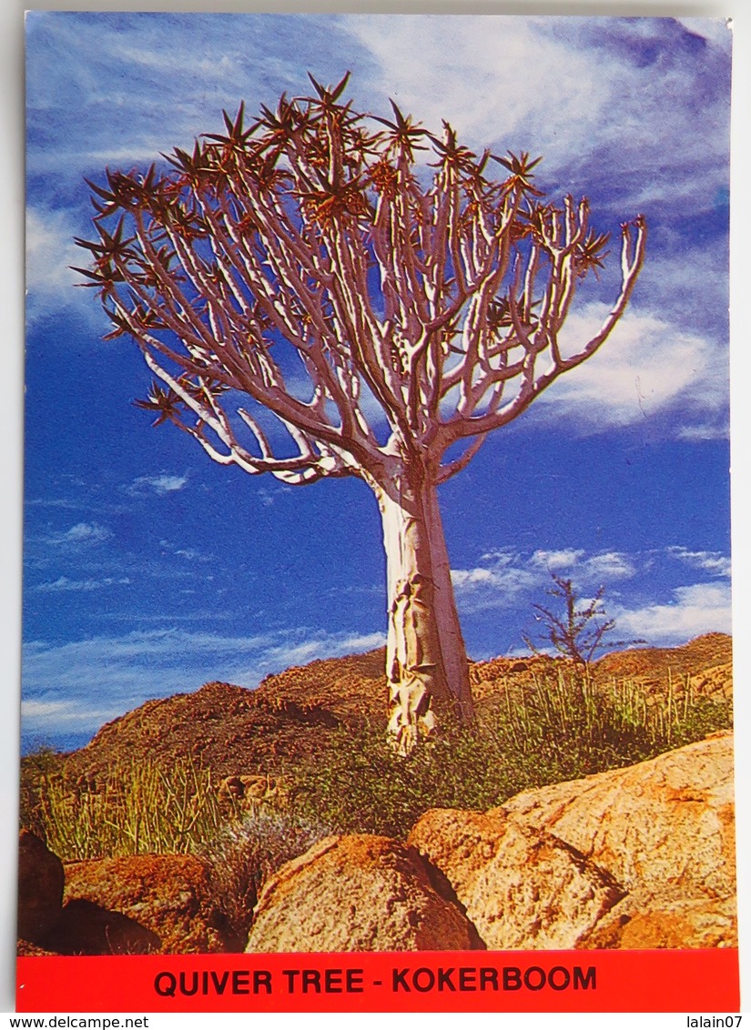 Carte Postale : NAMIBIA : Quiver Tree, Kokerboom - Namibia