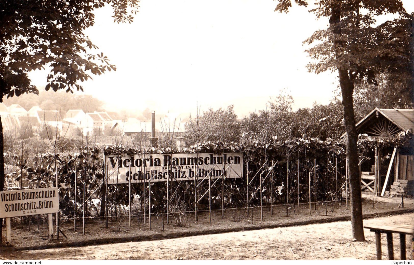 SCHÖLLSCHITZ B. BRÜNN / ŽELEŠICE : VICTORIA BAUMSCHULEN - CARTE VRAIE PHOTO / REAL PHOTO POSTCARD ~ 1910 - '915 (ae140) - Repubblica Ceca