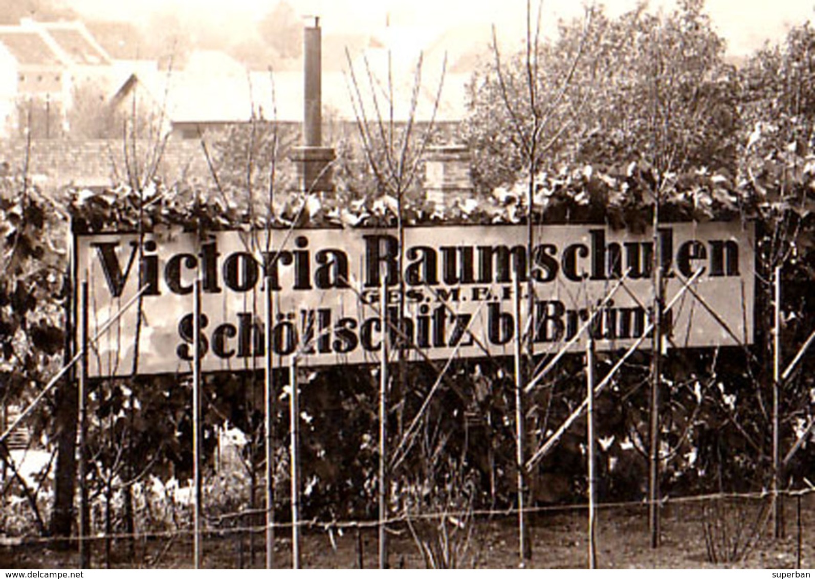 SCHÖLLSCHITZ B. BRÜNN / ŽELEŠICE : VICTORIA BAUMSCHULEN - CARTE VRAIE PHOTO / REAL PHOTO POSTCARD ~ 1910 - '915 (ae140) - Repubblica Ceca