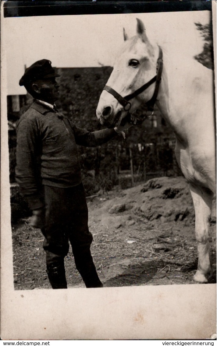 ! Old Photopostcard, Foto, Pferd , Horse, Cheval, 1937, Echtfoto An Zeltlager Zeltlager Jungbann Lindlar - Chevaux