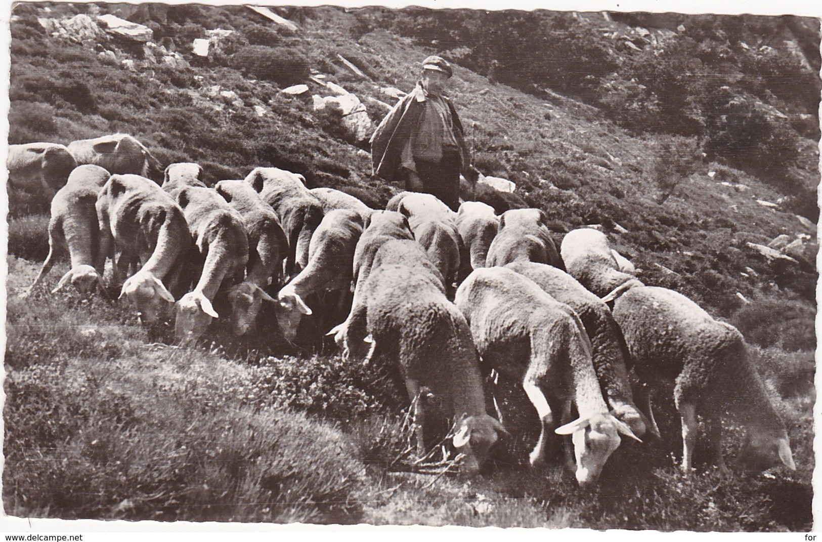 34 : SAINT-PONS-de-THOMIERES : Berger Et Ses Moutons : Le Pays De Thomiéres - Sur Le Sommeil - Agriculture - - Saint-Pons-de-Thomières