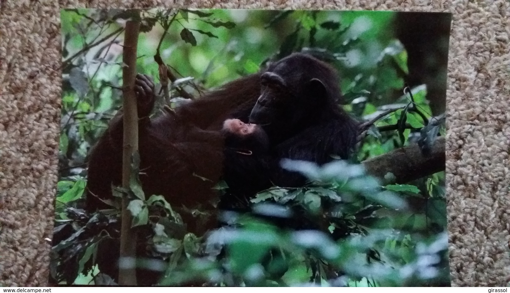 CPM SINGE CHIMPANZE WILMA ET SON ENFANT WALLIS PARC KIBALE OUGANDA MUSEUM NATIONAL D HISTOIRE NATURELLE PARIS - Singes