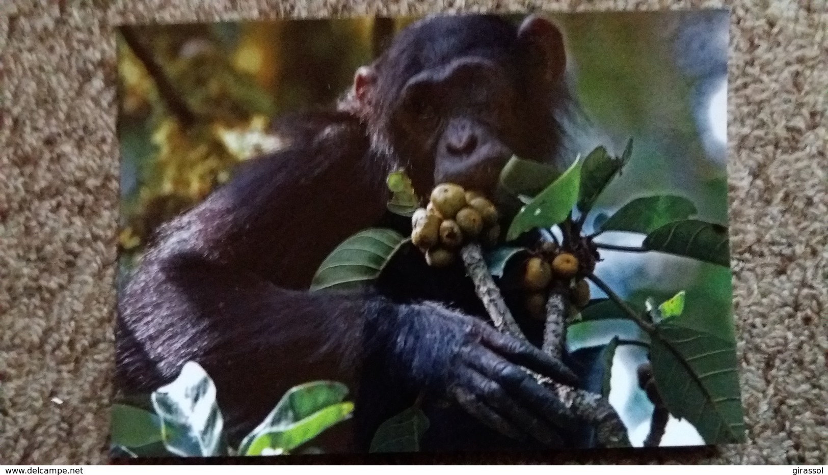 CPM SINGE CHIMPANZE IPASSA DANS UN FIGUIER SAUVAGE  PARC KIBALE OUGANDA MUSEUM NATIONAL D HISTOIRE NATURELLE PARIS - Singes