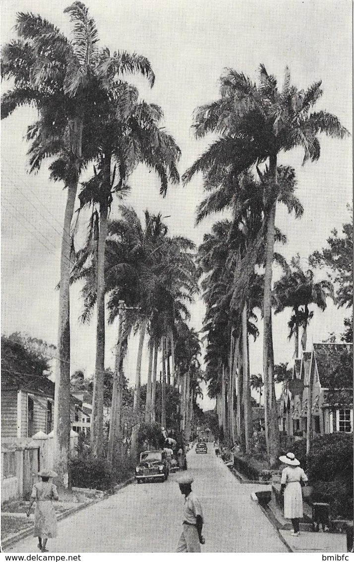 Avenue Of Palms, Barbados, B.W.I. - Antigua Und Barbuda