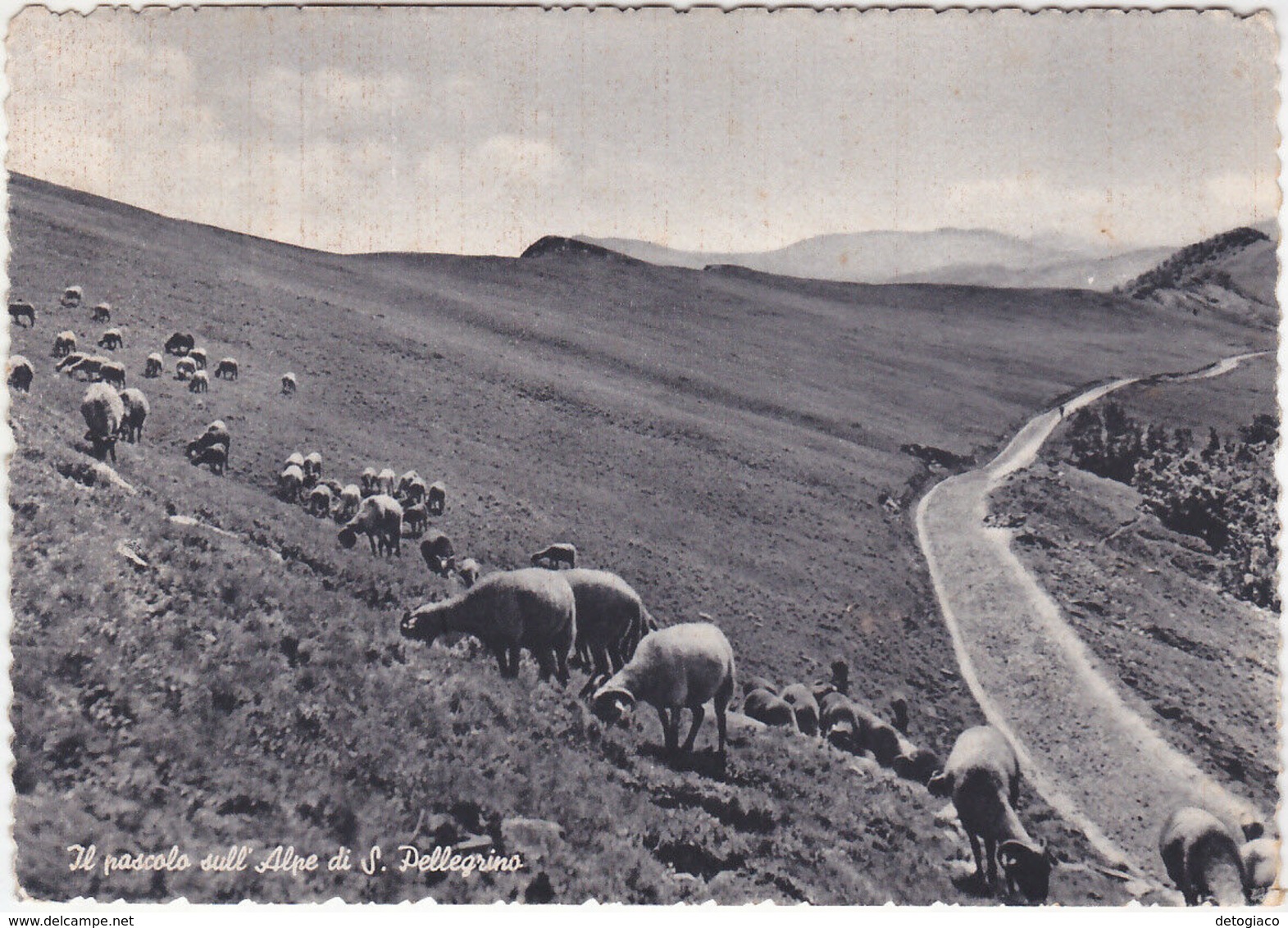 PASCOLO SULL'ALPE DI S. PELLEGRINO - LUCCA - VIAGG. 1952 -18557- - Lucca