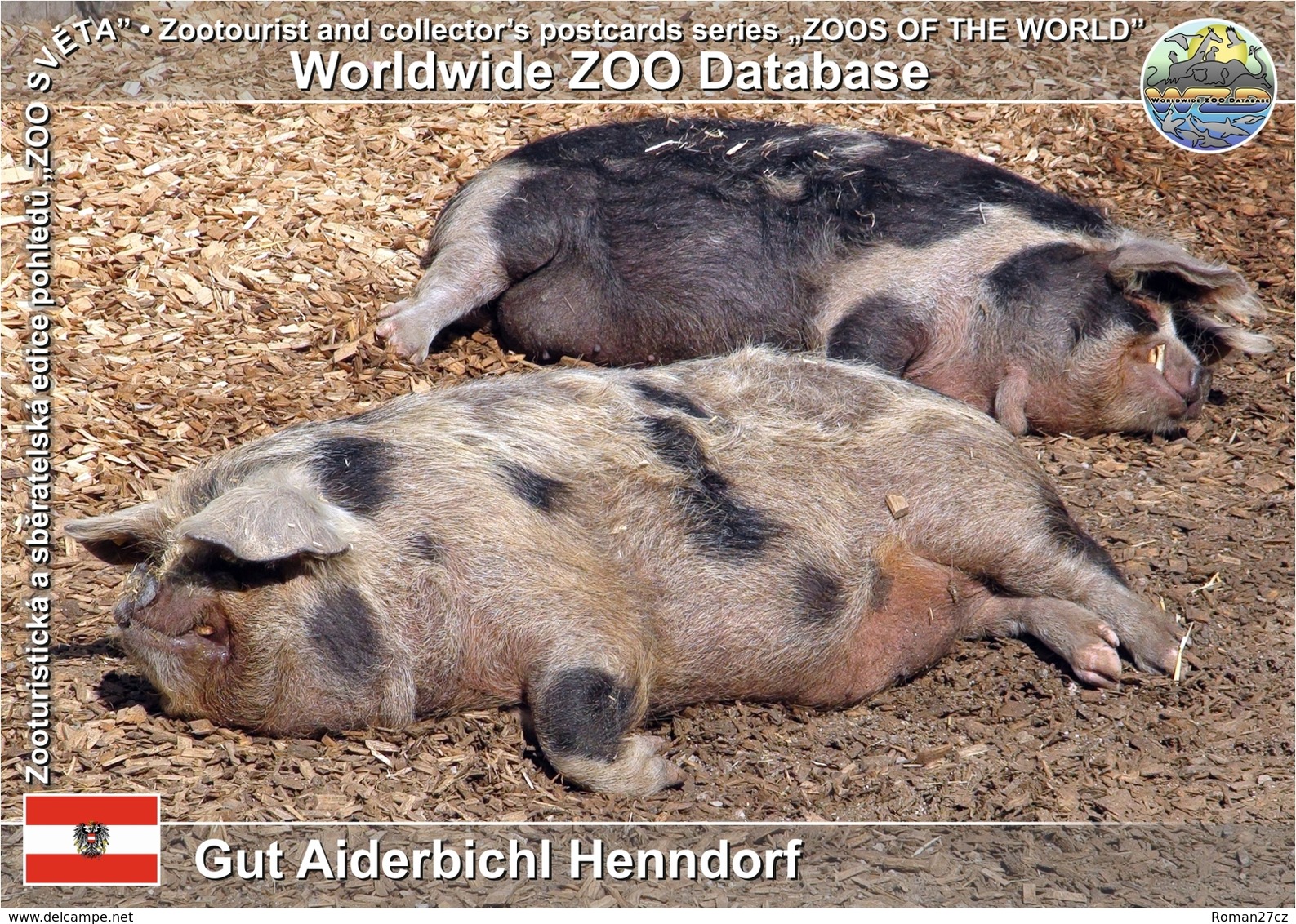 783 Gut Aiderbichl Henndorf, AT - Kune Kune Pig (Sus Scrofa F. Domestica) - Henndorf Am Wallersee