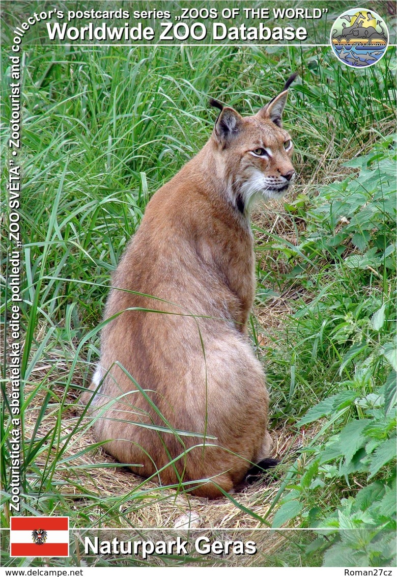 802 WZD • ZOO -  Naturpark Geras, AT - European Lynx (Lynx Lynx Lynx) - Horn