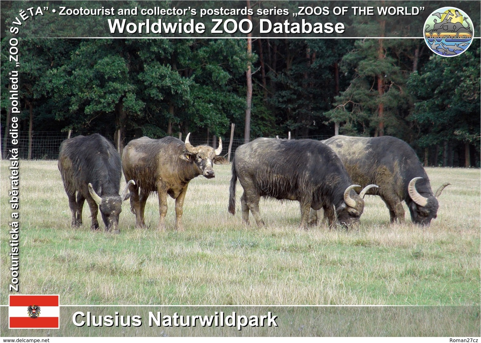 809 Clusius Naturwildpark, AT - Domestic Water Buffalo (Bubalus Arnee F. Bubalis) - Güssing