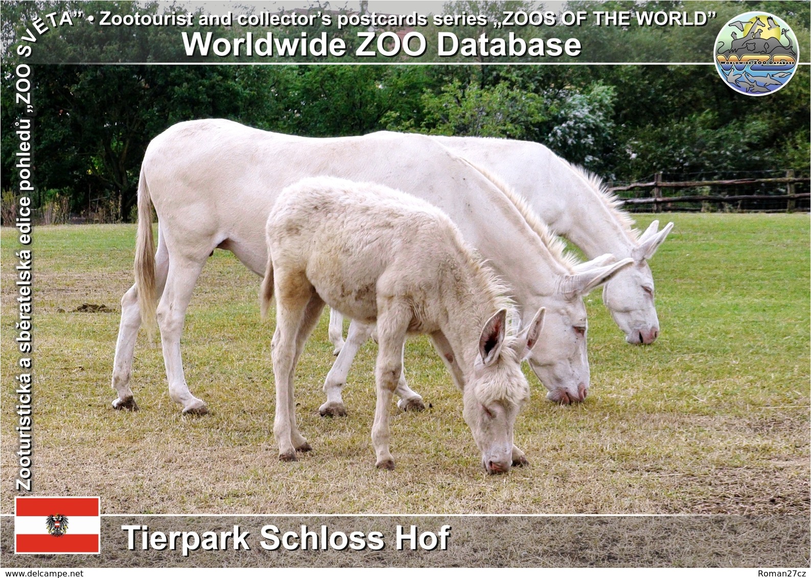 851 Tierpark Schloss Hof, AT - White Baroque Donkey (Equus Africanus F. Asinus) - Gänserndorf