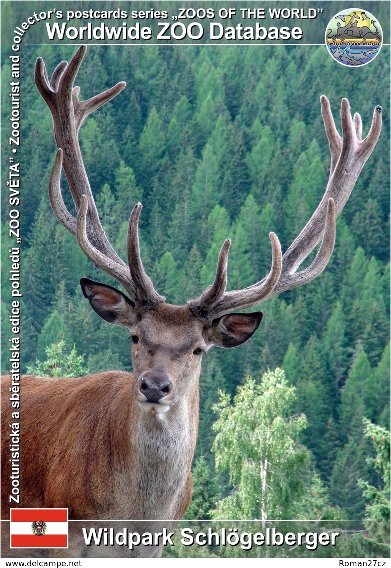 856 Wildpark Schlögelberger, AT - Central European Red Deer (Cervus Elaphus Hippelaphus) - Tamsweg