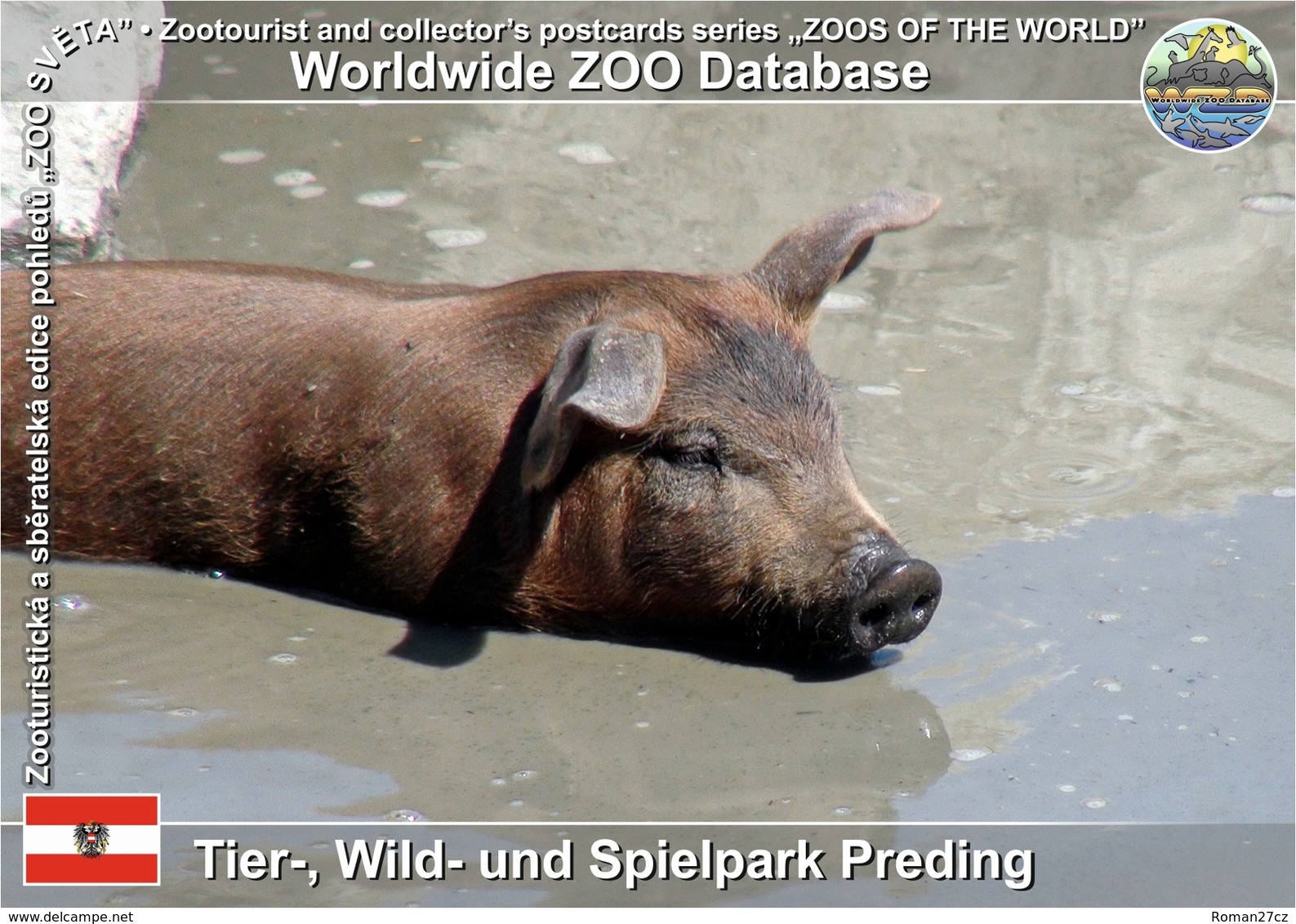 857 Tier-, Wild- Und Spielpark Preding, AT - Domestic Pig - Duroc (Sus Scrofa F. Domestica) - Deutschlandsberg
