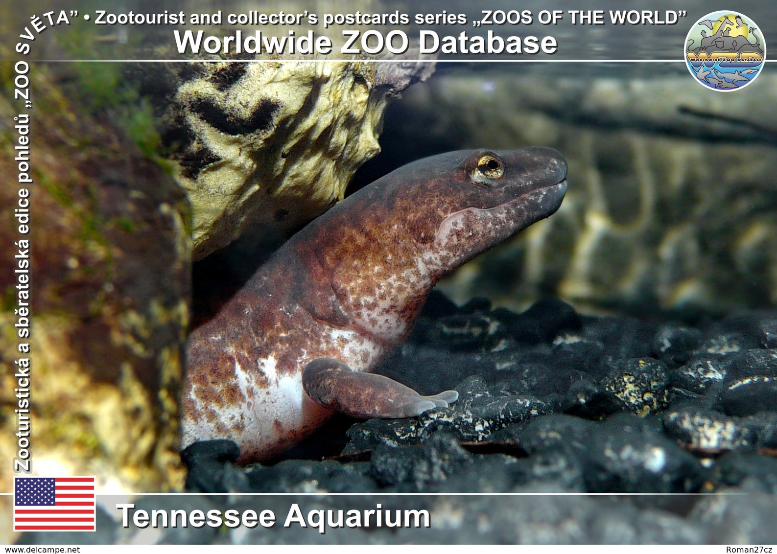 872 Tennessee Aquarium, US - Tennessee Cave Salamander (Gyrinophilus Palleucus) - Chattanooga