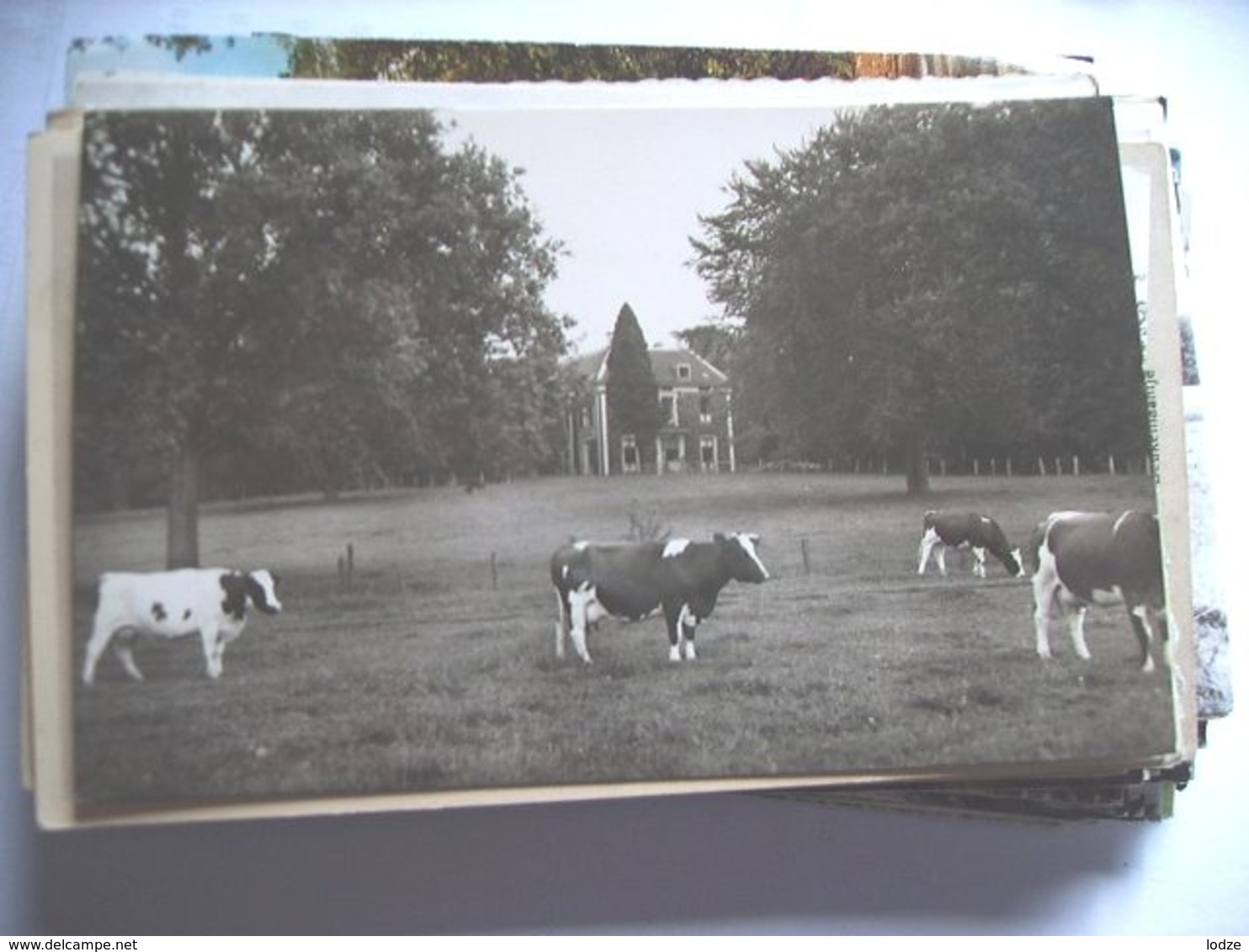 Nederland Holland Pays Bas Hattem Fotokaart Hezenberg En Koeien Photocard - Hattem