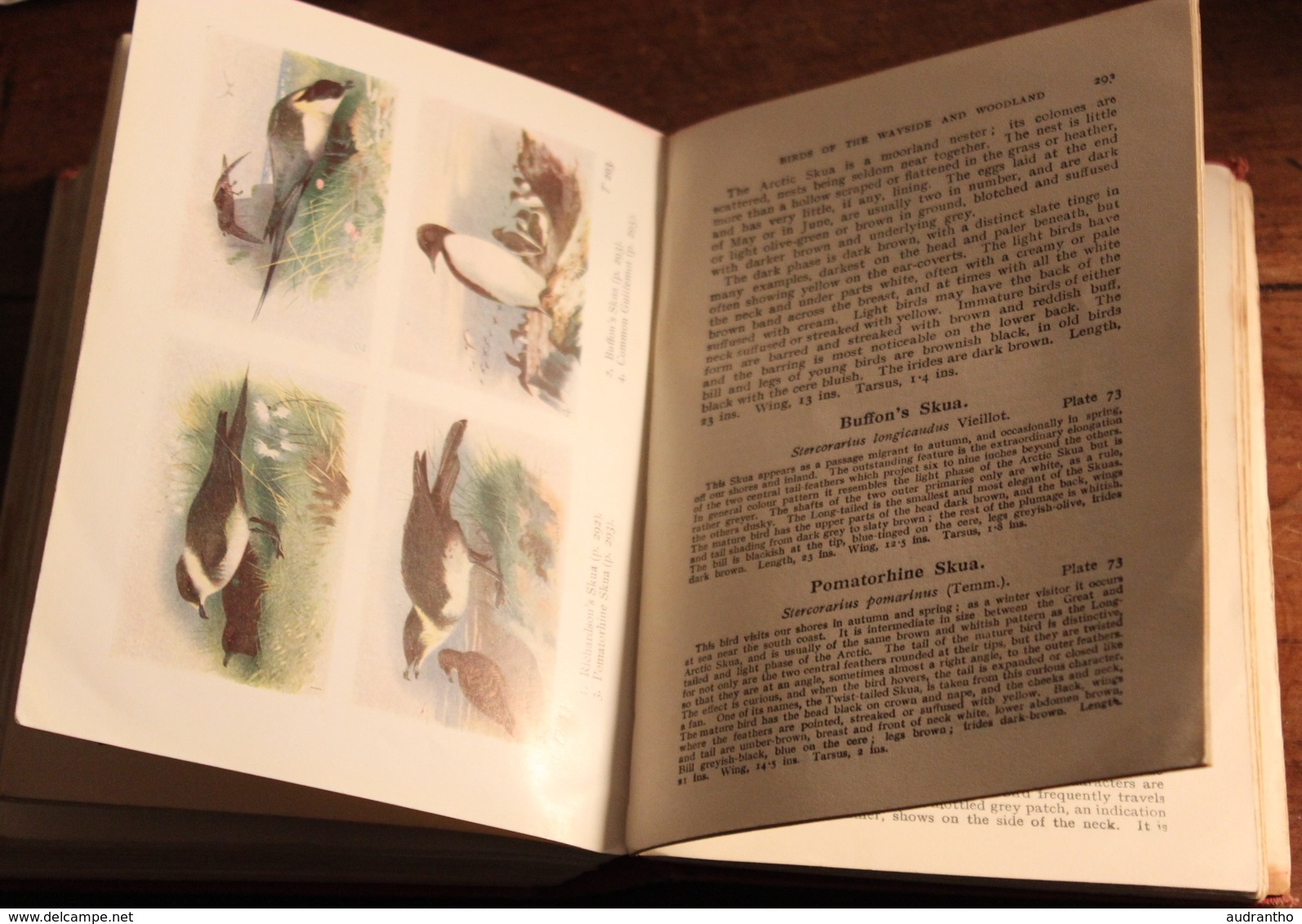 rare livre 1936 en anglais illustré birds of the Wayside and Woodland oiseaux avec illustrations