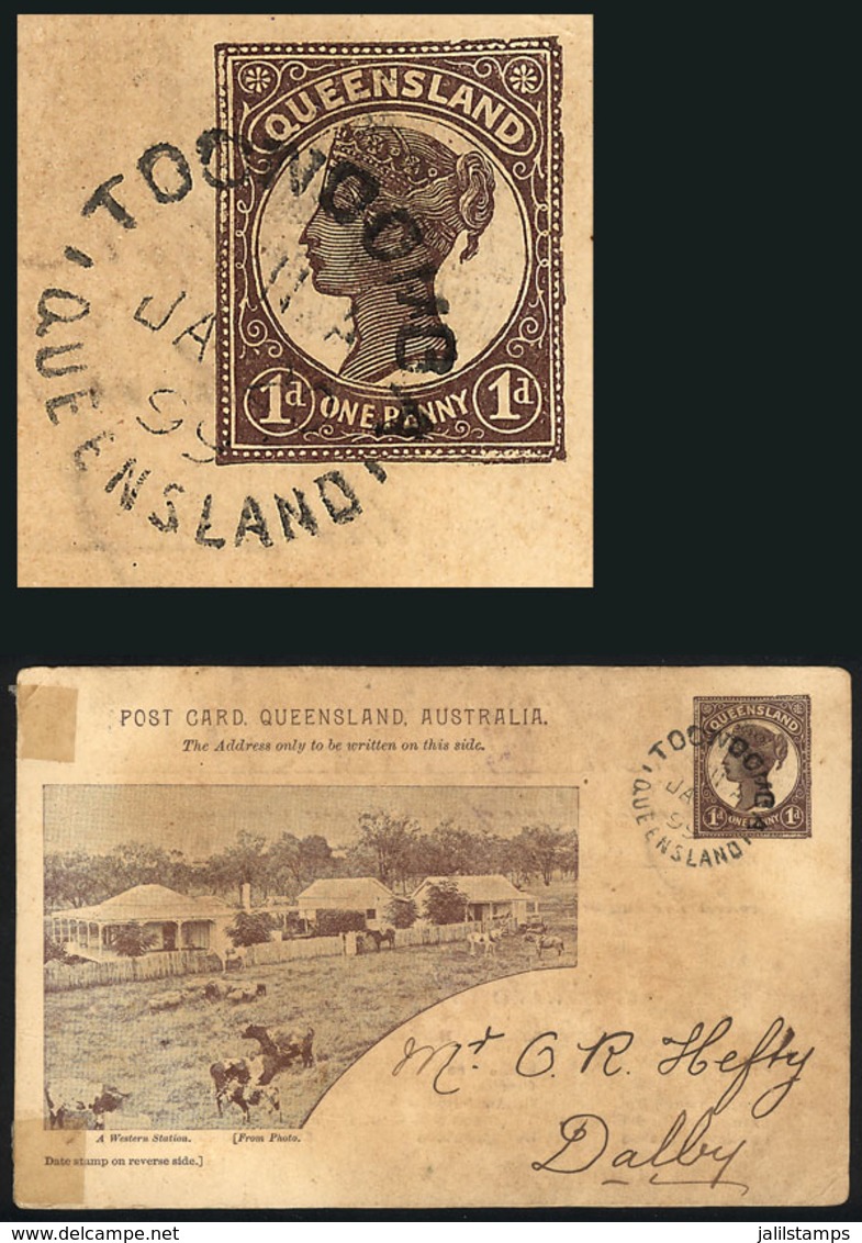 AUSTRALIA: Queensland 1p. Postal Card, Illustrated ("A Western Station") With Good View Of Cows And Horses, Sent From TO - Autres & Non Classés