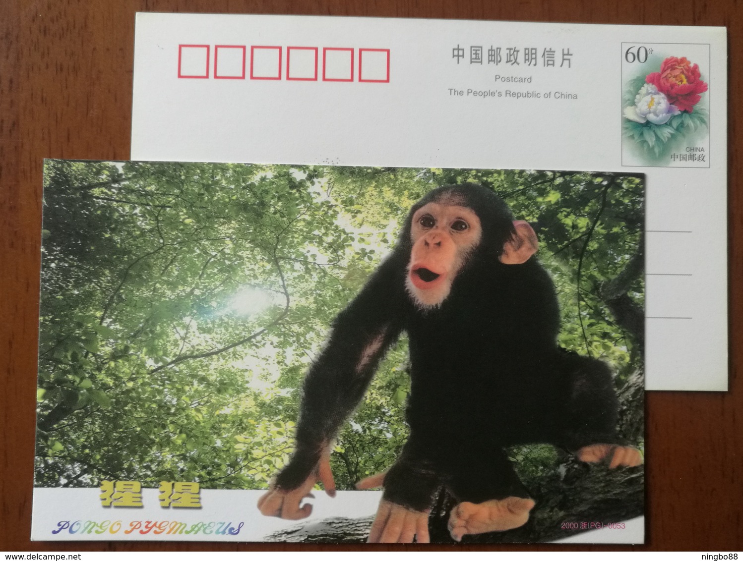 Chimpanzee,China 2000 Zhejiang Nature Museum Advertising Pre-stamped Card - Chimpanzés