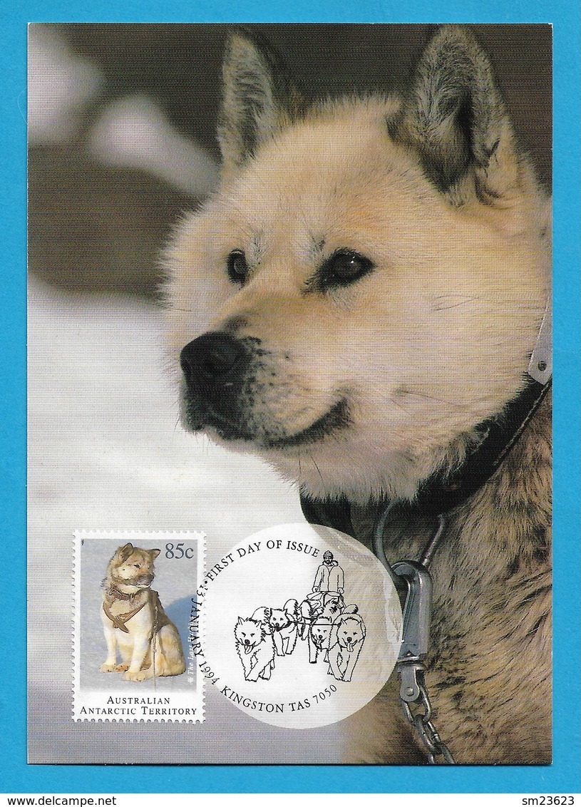 Australian Antarctic Territory 1994 Mi.Nr. 100 , The Last Huskie - Maximum Card - First Day Of Issue 13 January 1994 - Maximumkarten