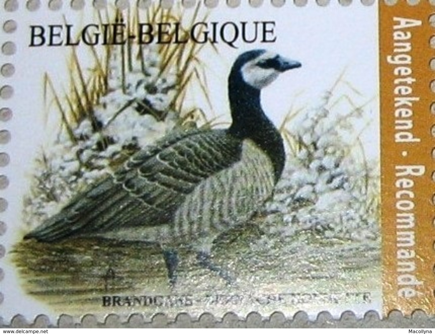 Belg. 2020 - La Bernache Nonnette ** (timbre Pour Recommandé)  - De Brandgans** Gratis Verzending (Envoi Gratuit) - Unused Stamps