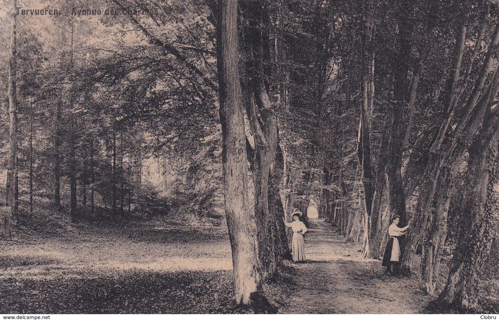 Tervueren, Avenue Des Charmes - Tervuren