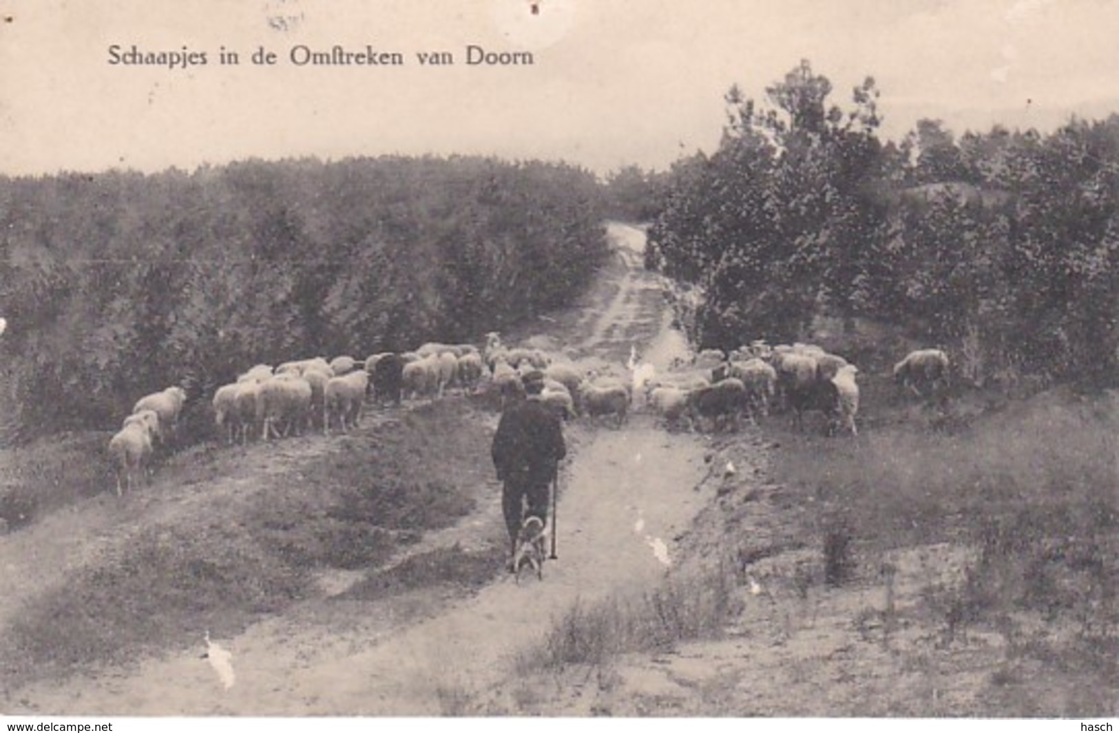 23781Schaapjes In De Omstreken Van Doorn 1911 (2 Punaise Gaatjes, Witte Vlekjes) - Doorn