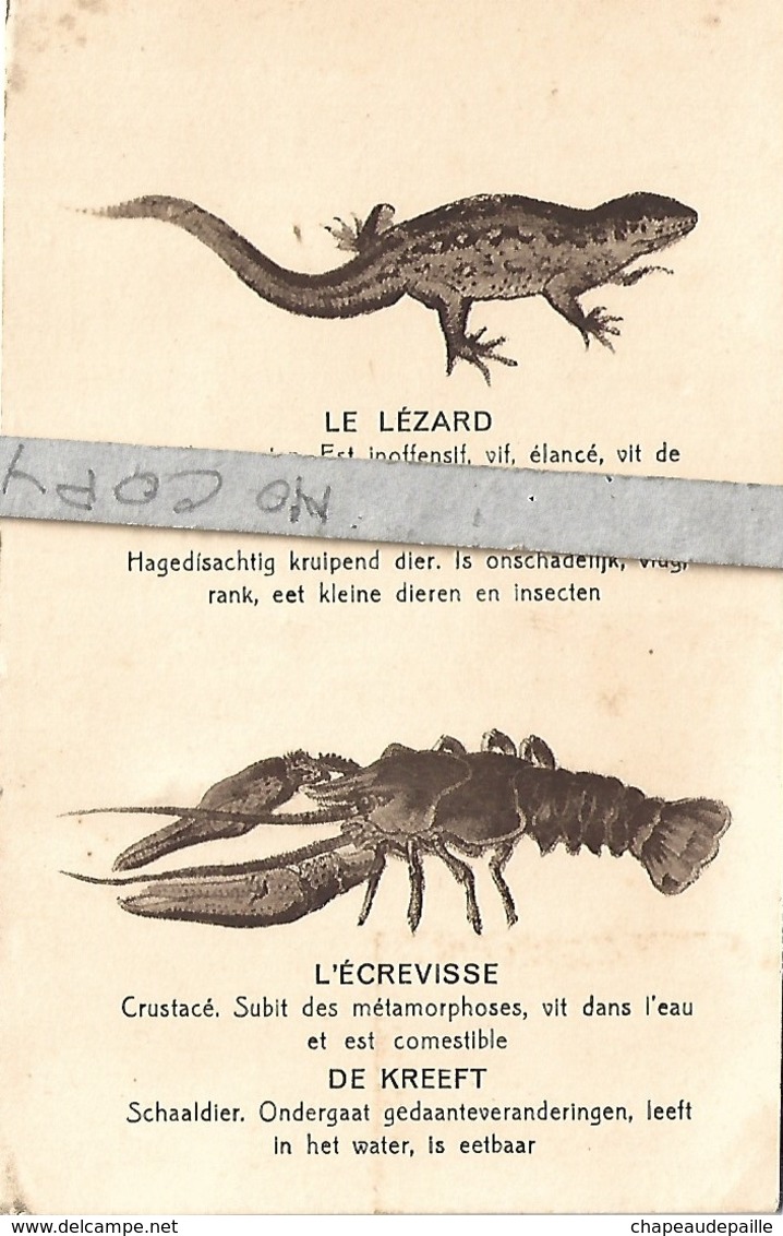 Le Lézard - L'Ecrevisse - Otros & Sin Clasificación