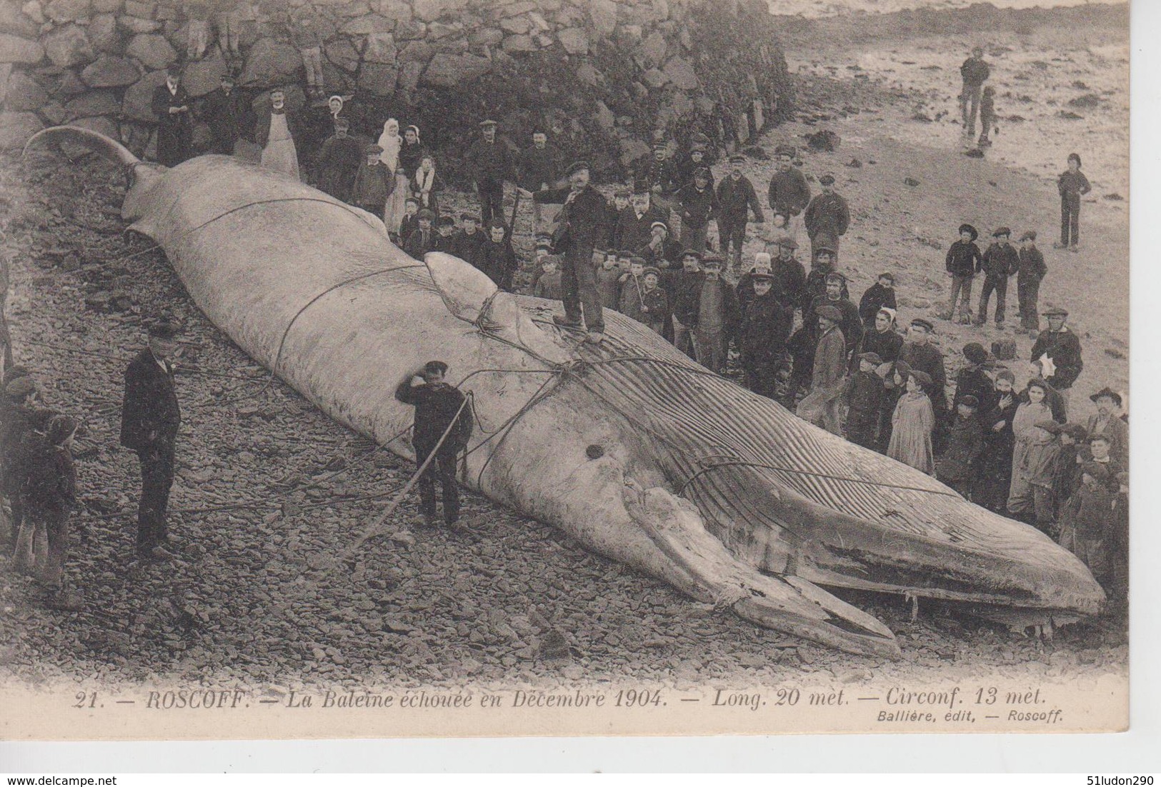 CPA Roscoff - La Baleine échouée En Décembre 1904 (très Belle Scène) - Roscoff