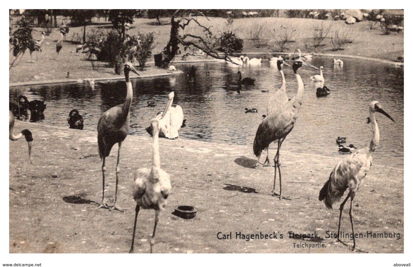 Herons, Carl Hagenbeck's Teichpartie, Sreillgen, Hamburg - Other & Unclassified