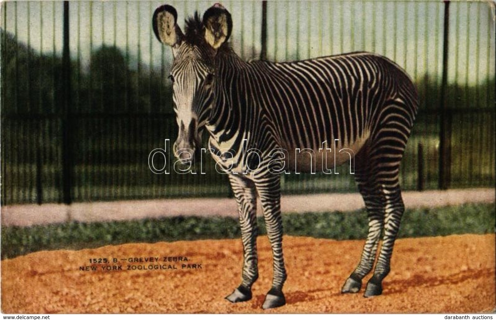 ** T2/T3 New York City, New York Zoological Park, Grevey Zebra (EK) - Ohne Zuordnung