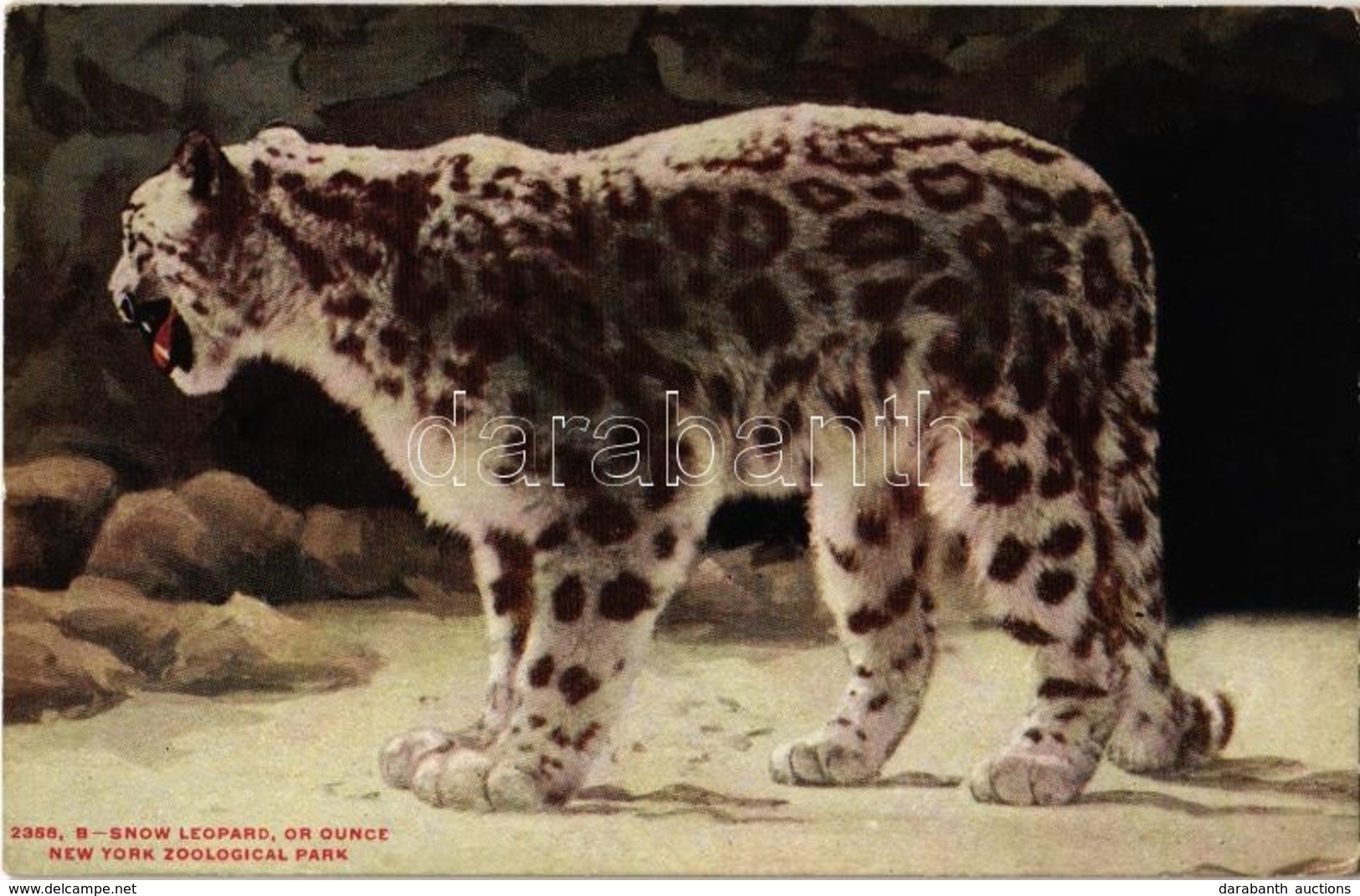 ** T2 New York City, New York Zoological Park, Snow Leopard, Or Ounce - Ohne Zuordnung