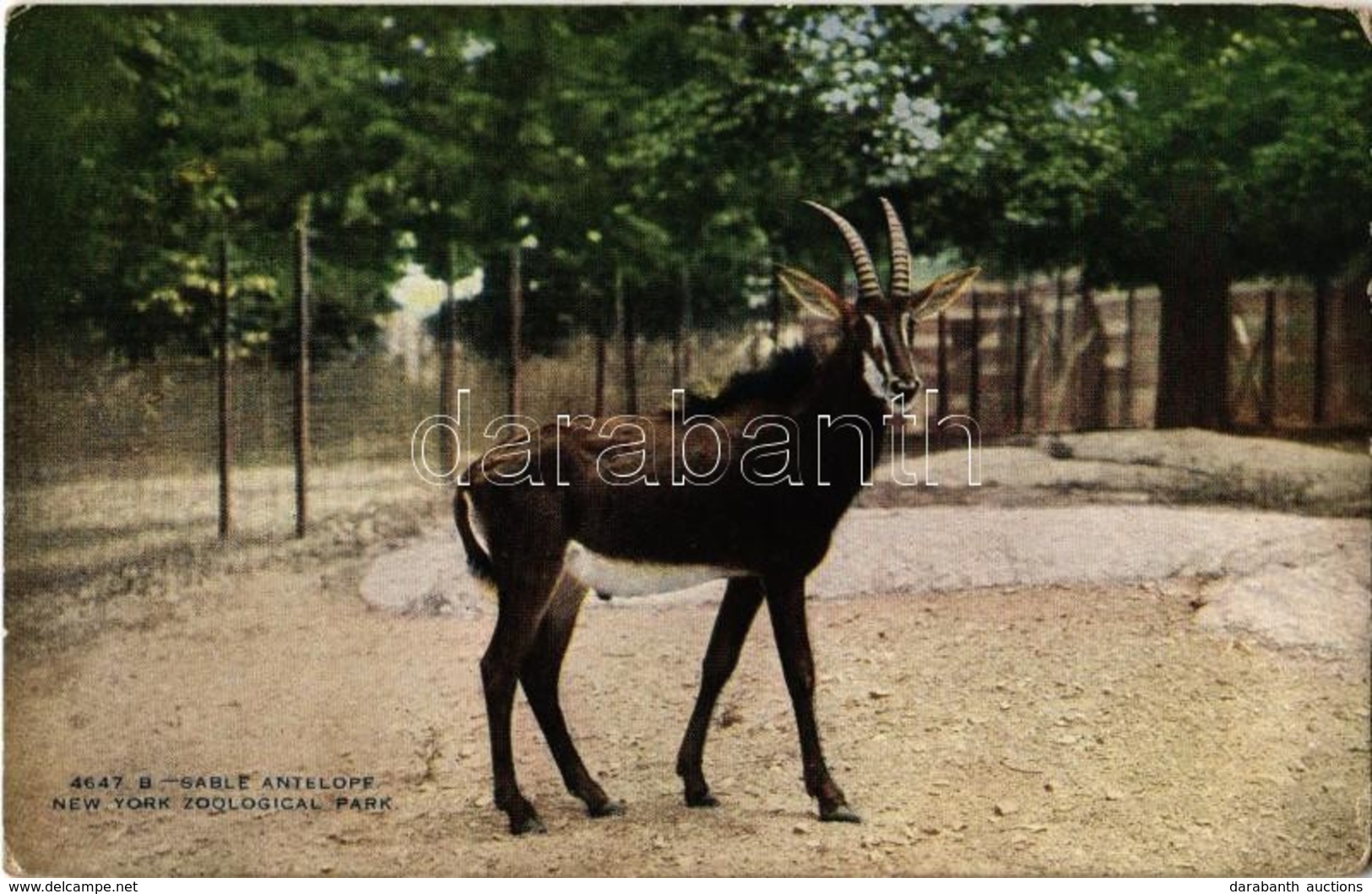 ** T2/T3 New York City, New York Zoological Park, Sable Antelope (EK) - Ohne Zuordnung
