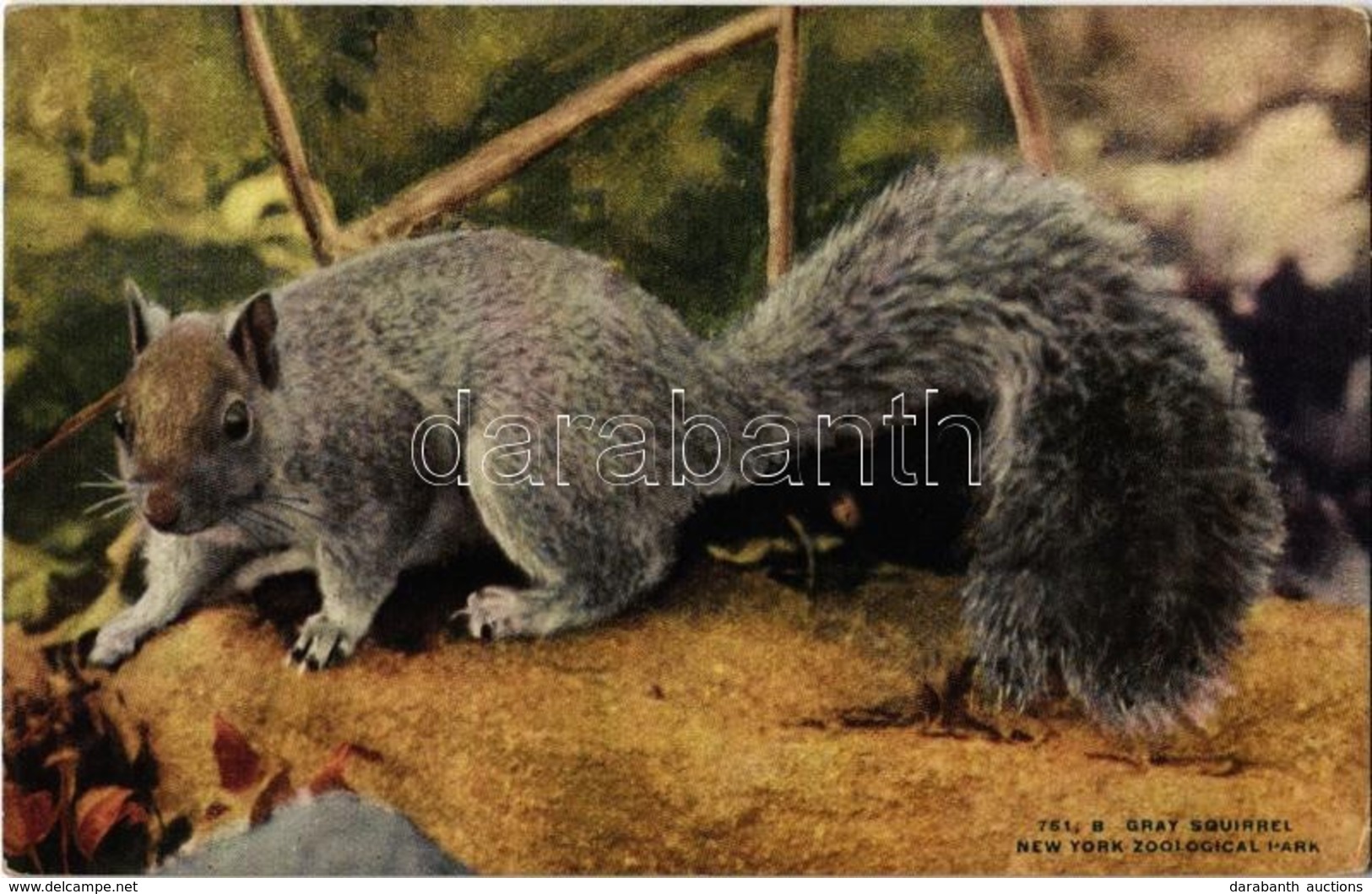 ** T1/T2 New York City, New York Zoological Park, Gray Squirrel - Ohne Zuordnung