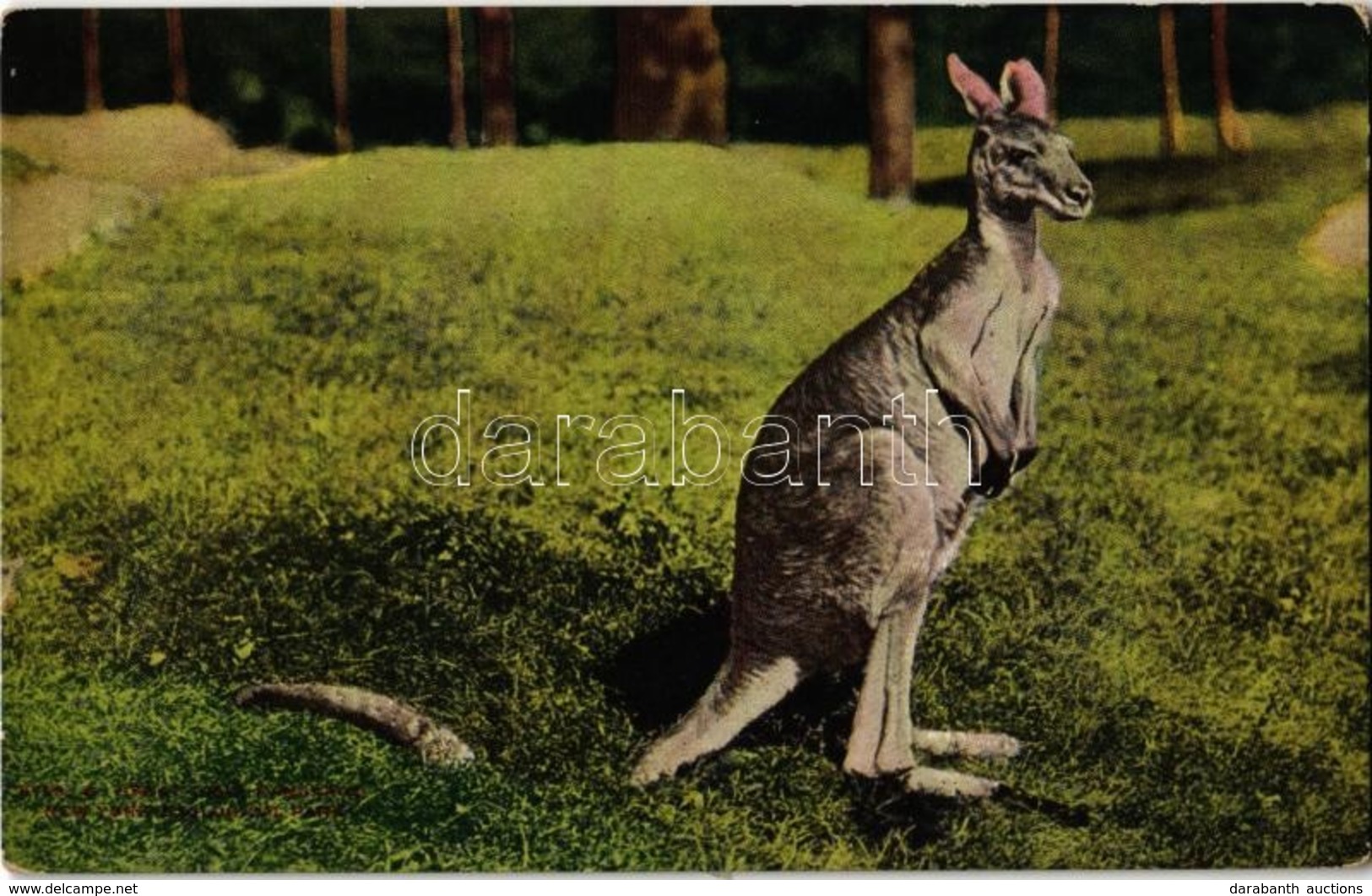 ** T2 New York City, New York Zoological Park, Great Gray Kangaroo - Ohne Zuordnung