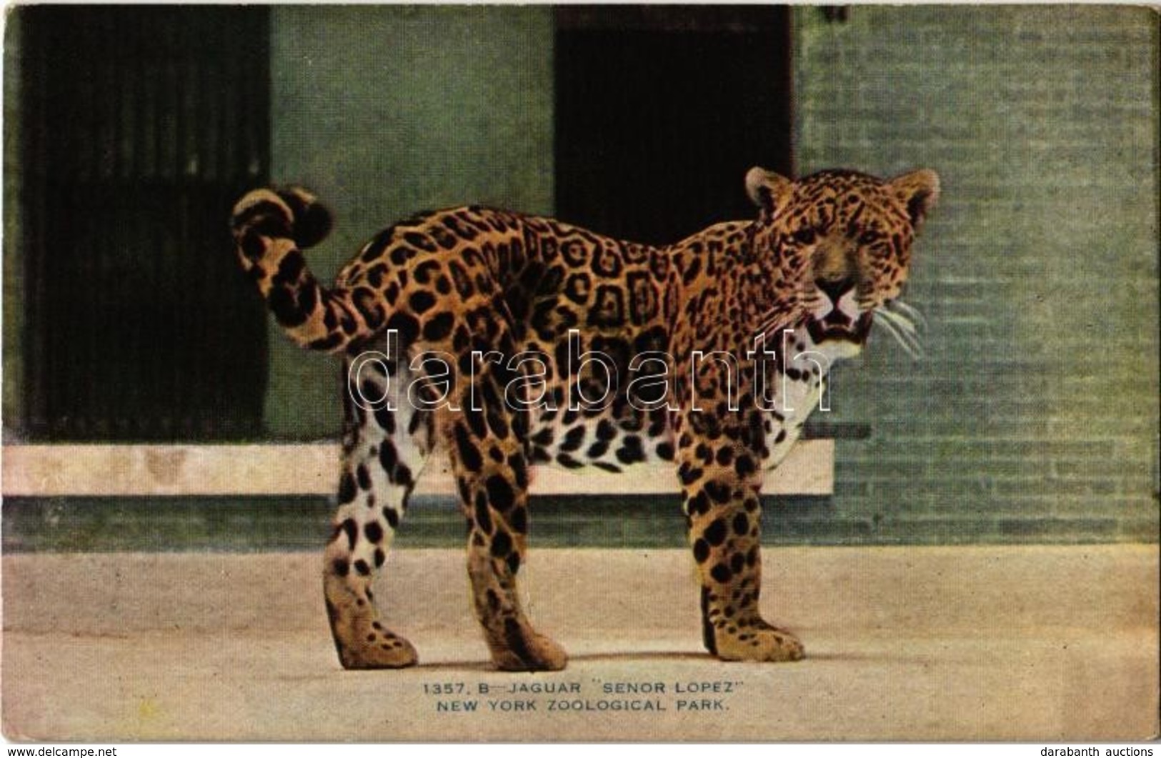 ** T2/T3 New York City, New York Zoological Park, Jaguar 'Senor Lopez' (EK) - Ohne Zuordnung