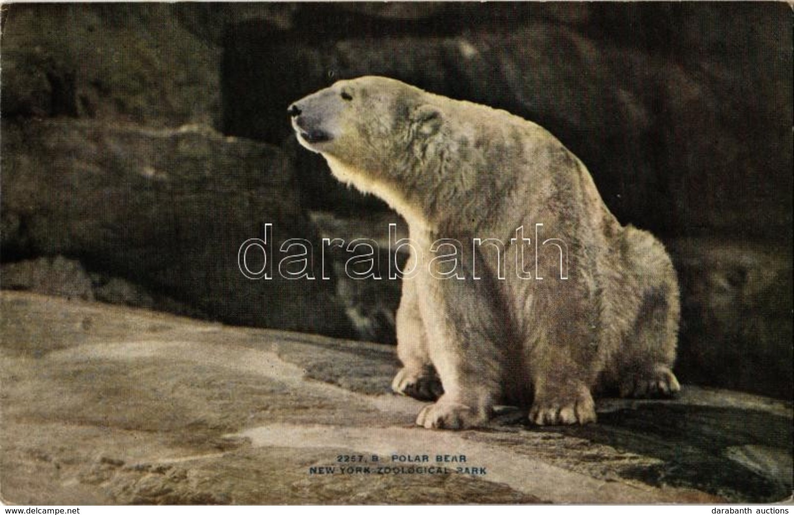 ** T1/T2 New York City, New York Zoological Park, Polar Bear - Ohne Zuordnung