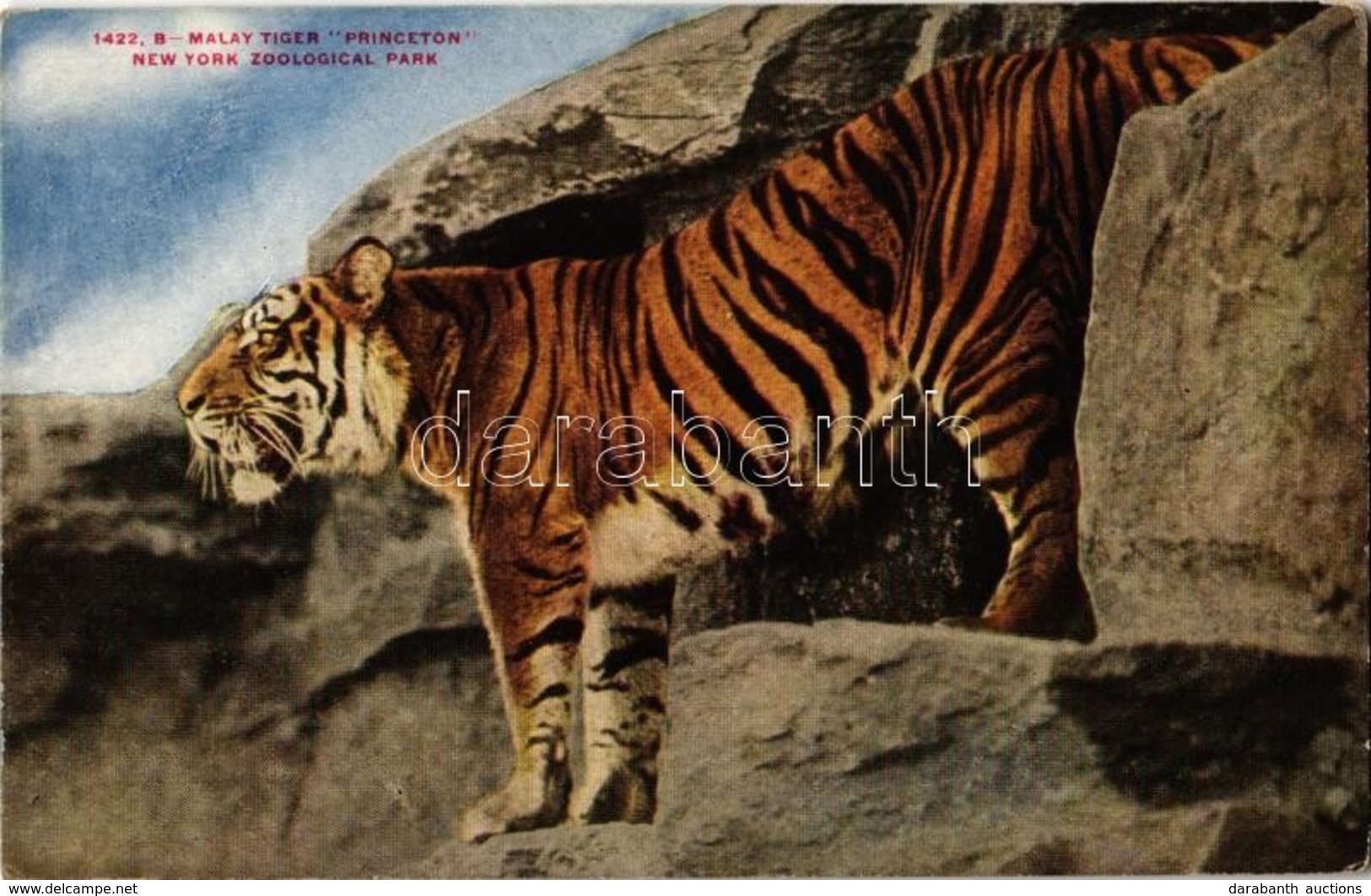 ** T1/T2 New York City, New York Zoological Park, Malay Tiger 'Princeton' - Ohne Zuordnung