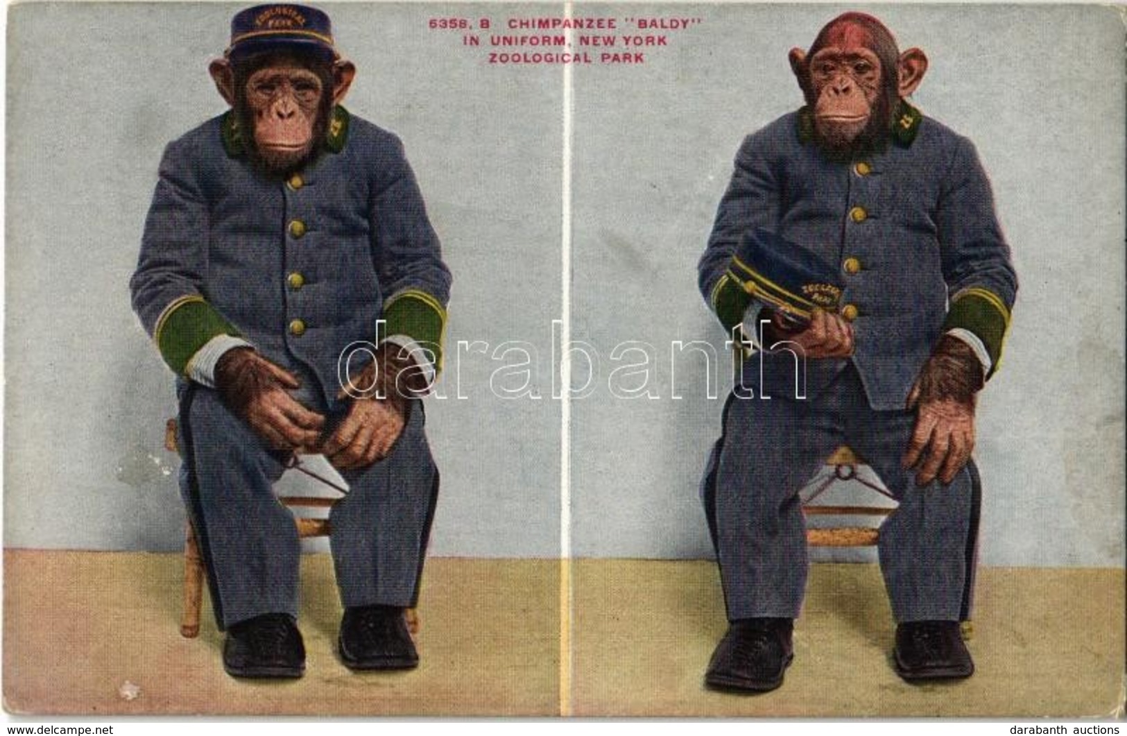 ** T2 New York City, New York Zoological Park, Chimpanzee "Baldy" In Uniform - Ohne Zuordnung