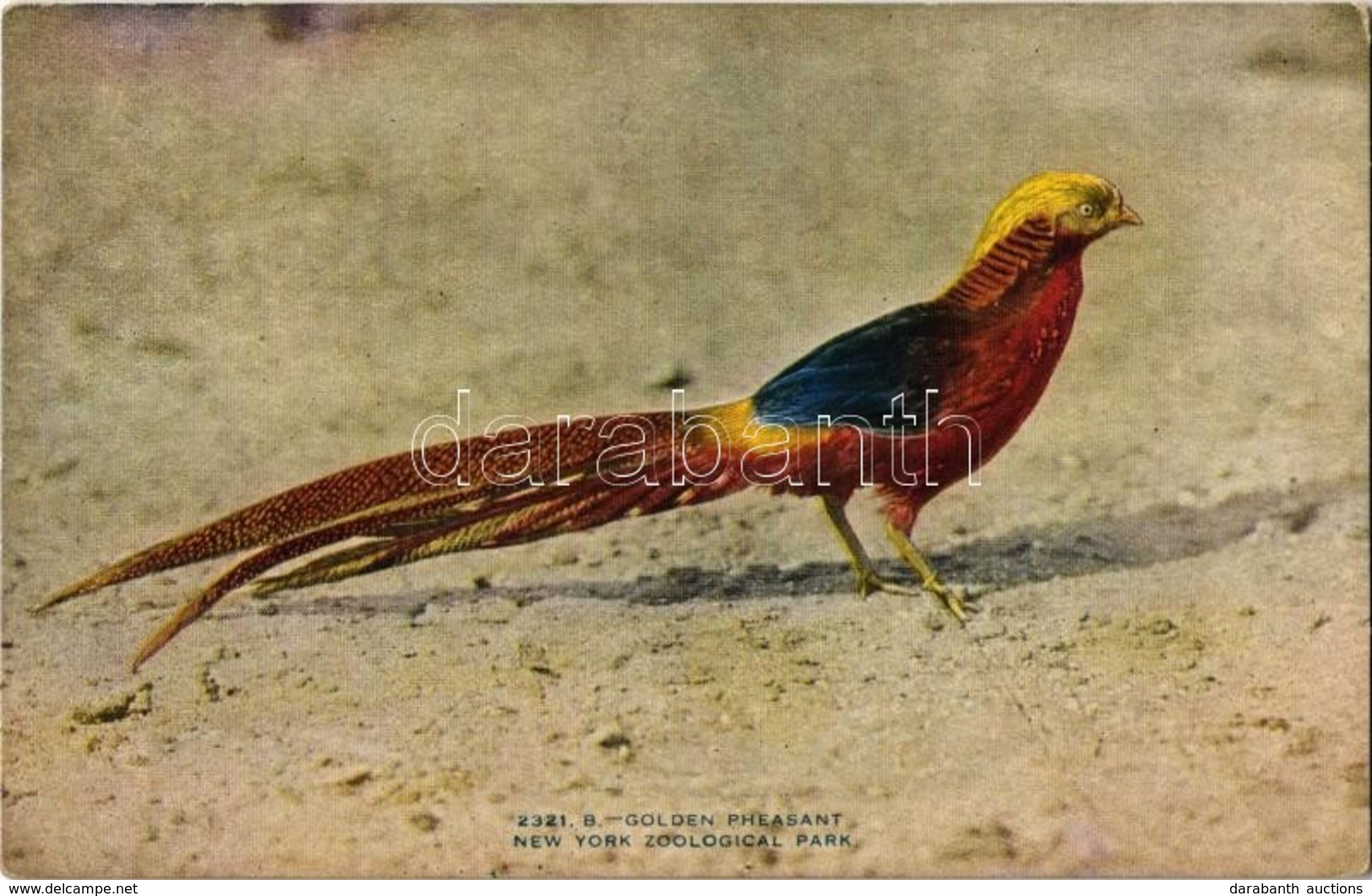 ** T1/T2 New York City, New York Zoological Park, Golden Pheasant - Ohne Zuordnung