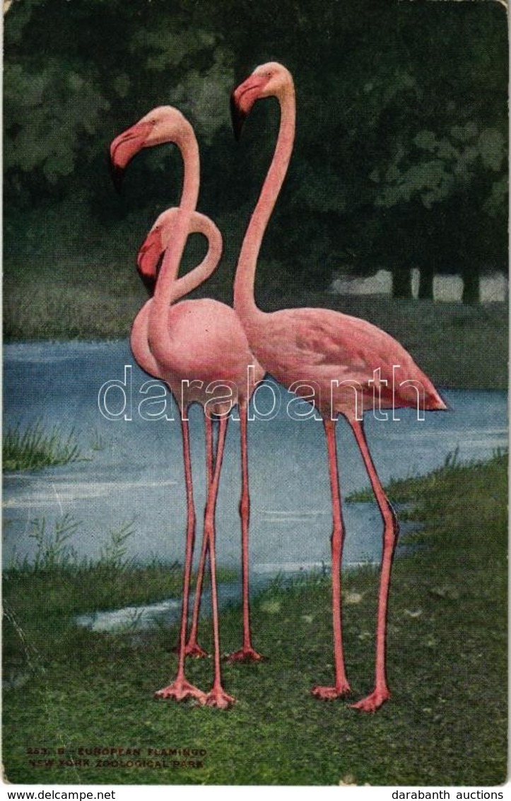 ** T3 New York City, New York Zoological Park, European Flamingo (EB) - Ohne Zuordnung