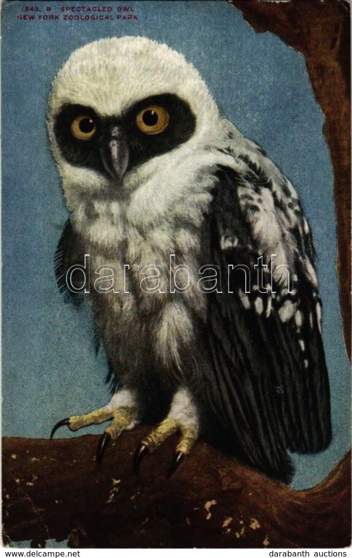 ** T2/T3 New York City, New York Zoological Park, Spectacled Owl (EK) - Ohne Zuordnung