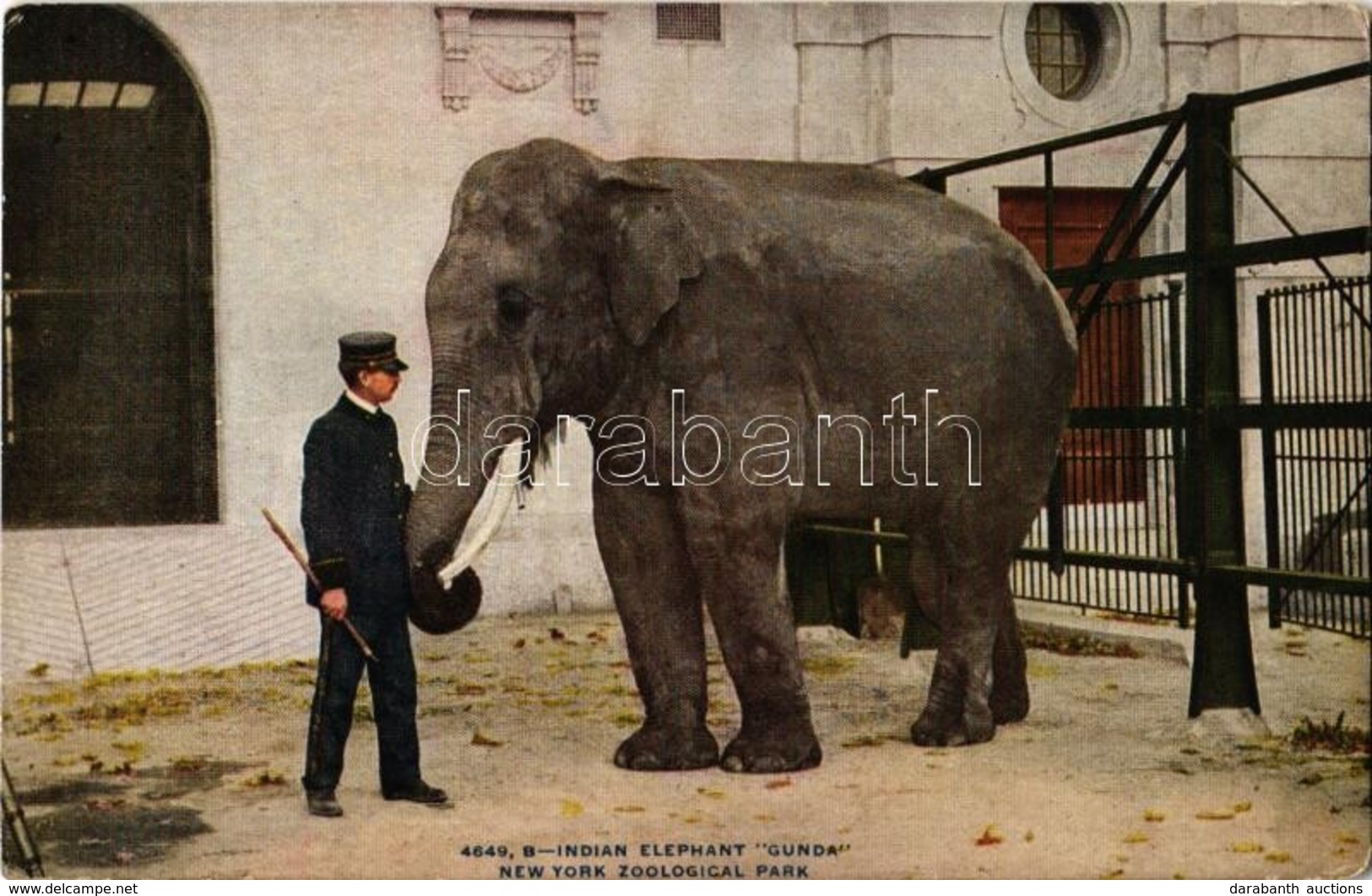 ** T2/T3 New York City, New York Zoological Park, Indian Elephant "Gunda" (EK) - Ohne Zuordnung
