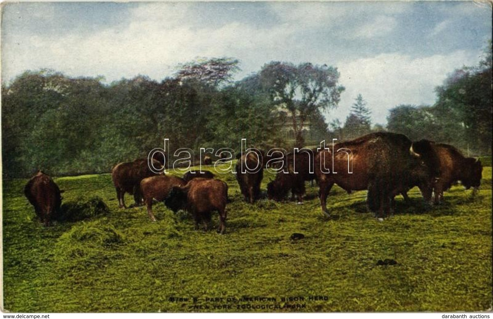 ** T2/T3 New York City, New York Zoological Park, American Bison Herd (EK) - Ohne Zuordnung