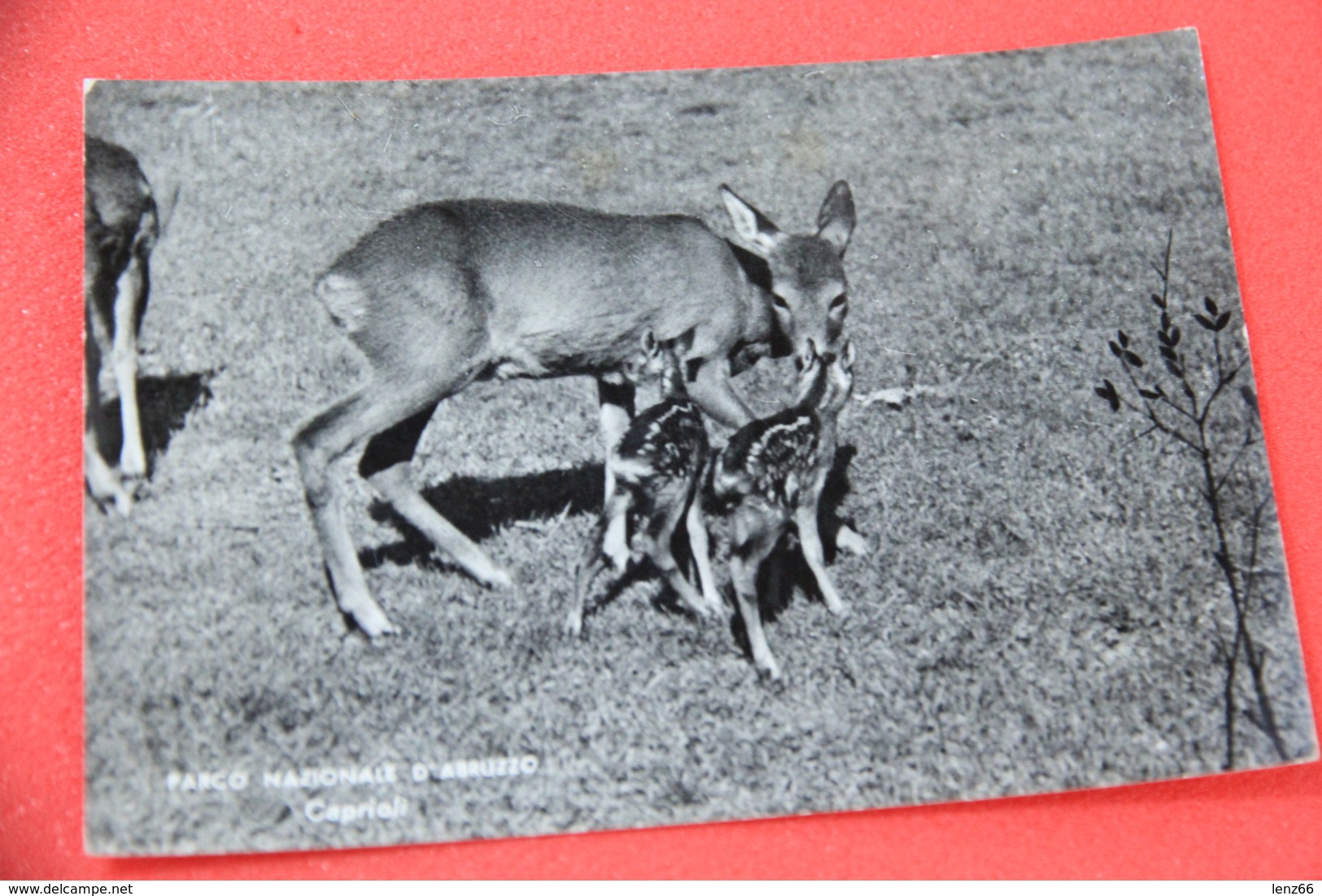 L' Aquila Il Parco I Caprioli 1962 - L'Aquila